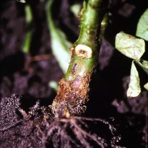 thumbnail for publication: Fusarium Crown and Root Rot of Tomato in Florida